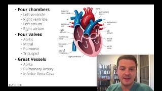 Had an echocardiogram Heres how to understand your results [upl. by Gianina954]