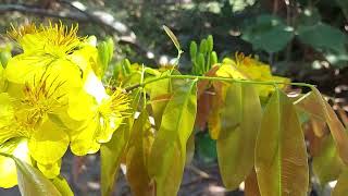 Ochna Integerrima  Mai Flower Plant  Lucky Flower [upl. by Shaer705]