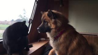 Eurasier dog trying to be friends with the cats [upl. by Xever648]