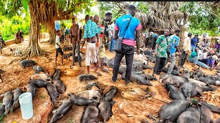 Rural African market day in Aklakou village Togo west Africa 🌍 Cost of living in my village [upl. by Dagall]