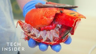 How Lobster Shells Could Replace SingleUse Plastic [upl. by Biagi]