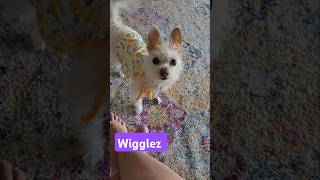 Warning‼️Only if you like puppies‼️ rescue doglover morkie pets shorts funny cute dogs [upl. by Perot176]