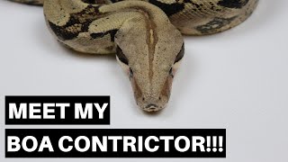 Meet My Adult BOA CONSTRICTOR  Benjamins Exotics [upl. by Castle490]