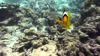 2012 DivePoint Hausriff Coral Beach Rotana Resort Ägypten Hurghada in HD [upl. by Ridley]