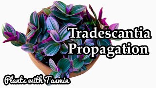 Tradescantia Nanouk propagation  Easiest plant to propagateTradescantia Nanouk [upl. by Sallee857]