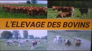 Comment faire lelevage des bovins [upl. by Mab636]