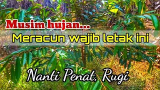 Wajib letak SOP meracun serangga dan kulat pokok durian di musim hujan [upl. by Irbmac]