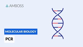 Polymerase Chain Reaction PCR DNA Amplification [upl. by Ariamoy255]