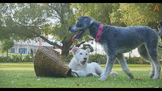 Animalia  Baby lion Mufasa and best friend Bria play with baskets [upl. by Quiteris]