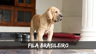 Fila Brasiliero Puppies ready in India  Mastiffs from Brazil  Brazilian Mastiff Puppy BoskysKennel [upl. by Noll]