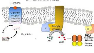 How Hormones Use Gprotein Signaling Pathways A Video Review of the Basics [upl. by Hainahpez]