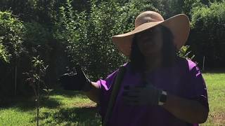 ep1 Our Family Homestead black homesteaders off grid [upl. by Novat]