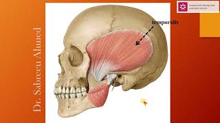 11Muscles of mastication Dr Sabreen Ahmed [upl. by Kcirb801]