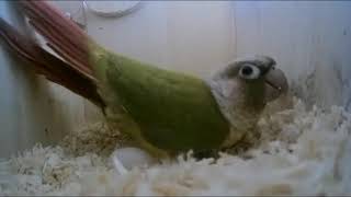 파인애플 코뉴어 짝짓기 모음 Pineapple Conure Parrot Mating collections [upl. by Teena]