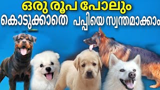 വളർത്തുന്നവർക്ക് ഫ്രീയായി കൊടുക്കുന്നുpomeranian spitz dogsindian spitz dog malayalam [upl. by Ronna]