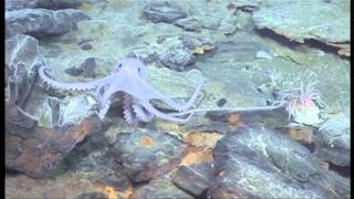 Antarctic vent octopus [upl. by Lowell164]