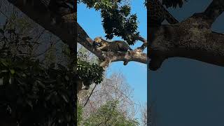 Não esquece de olhar pra cima wildlife pantanal nature [upl. by Elyl764]