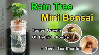 Rain Tree For Mini Bonsai From Seed amp Seed Scarification  subtitles available [upl. by Rollecnahc]