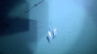 Deep dropping for Golden tilefish in Dry Tortugas 800 underwater video [upl. by Animas]