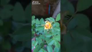 Yellow rose flower 🌹💛own garden in lochdown memories 😉 kerala shoranur home yellowroses growth [upl. by Arahd]