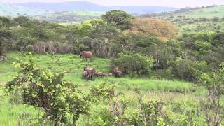 Elephants Thundering Hluhluwe Umfolozi Game Reserve [upl. by Isewk]