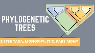 Cladistics Part 1 Constructing Cladograms [upl. by Mal]