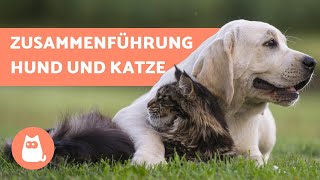 Hund mit Katze zusammenführen  8 TIPPS für die Zusammenführung von Hund und Katze [upl. by Burt]