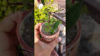 Jade plant in small pot gardening jadeplant ytshorts shorts indoorplants [upl. by Octave]