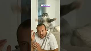 Cute Funny Cats 😂 Part 11 shorts short shortsvideo shortvideo viralvideo viralshorts [upl. by Russell]