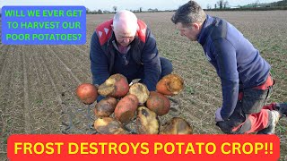 FROST DESTROYS POTATO CROP [upl. by Enyaz]