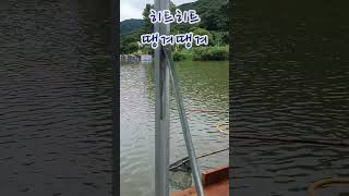 도로로세트 중층 쵸친낚시다테사소이 기법Freshwater Fishing Rice Cake Fish Hit Hit [upl. by Ramal]