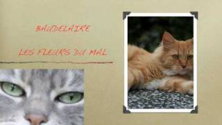 LE CHAT  BAUDELAIRE [upl. by Elladine]