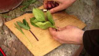 How to take softwood or soft tip cuttings [upl. by Morel]