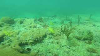 North Hollywood Beach Park Free Dive [upl. by Jeromy434]