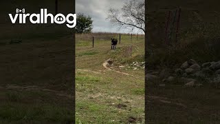 Henry the Donkey Runs Down Hill In Record Time  ViralHog [upl. by Estevan]