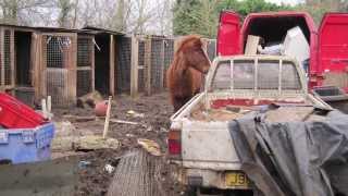 Horses rescued from Crunchies Animal Rescue Sanctuary are still recovering [upl. by Malloy]