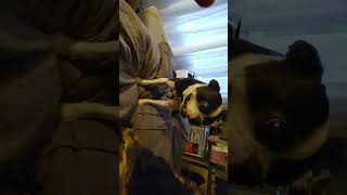 brothers bostonterrierlove dog yorkielife1 yorkipoo funnybostonterrier fightclub [upl. by Kitty]