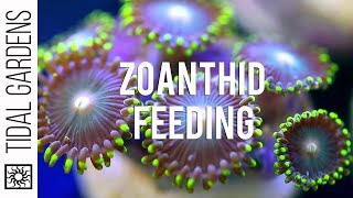 Zoanthid Polyp Feeding [upl. by Dnaltiac]