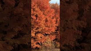 Beautiful maples trees nature autumn view wildlife mapletrees fallseason colourful trees [upl. by Felicdad]