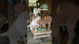 Goat fight simulator 2020 [upl. by Clerk]