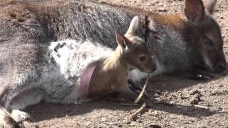 Dierentuin Artis Amsterdam 14 Baby Kangoeroe in moeders buidel [upl. by Ayhtin]