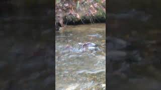 Salmon Spawning Fall Run  Vancouver Island BC salmonrun [upl. by Athenian680]