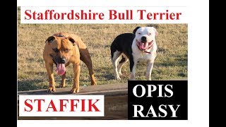 STAFFIK  OPIS RASY  Staffordshire Bull Terrier  charakter zdrowie historia wady i zalety [upl. by Gasparo]