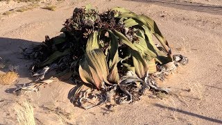 Welwitschia mirabilis  Ancient living fossil plant of the Namib Desert [upl. by Cass]