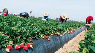 Farm Workers Grow And Pick Billions Of Strawberries In California  Strawberry Harvesting [upl. by Derreg515]