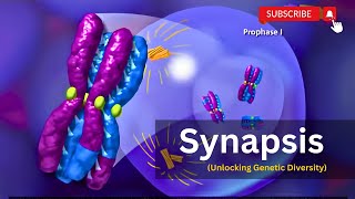 Synapsis Demystified The Genetic Symphony Behind Meiosisquot [upl. by Dwight895]