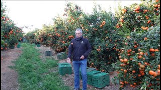 Corte de naranjas mandarinas frio e inversión térmica [upl. by Jelena]