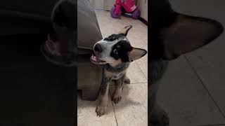 Será que eu preciso me preocupar 🤔 blueheeler boiadeiroaustraliano amordepet [upl. by Llewon503]