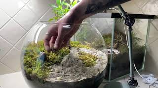 MAKING MY TEMNOTHORAX NATURAL BIOACTIVE TERRARIUM [upl. by Nobe309]