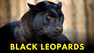 Black Leopards [upl. by Kazmirci904]